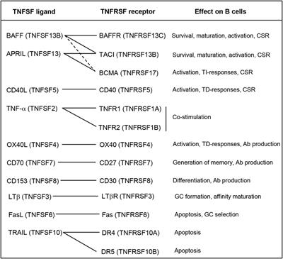 Novel Insights on the Regulation of B Cell Functionality by Members of the Tumor Necrosis Factor Superfamily in Jawed Fish